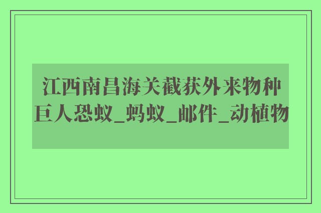 江西南昌海关截获外来物种巨人恐蚁_蚂蚁_邮件_动植物