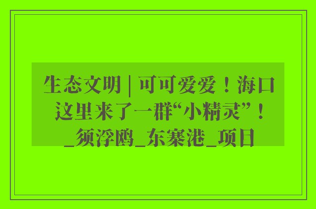 生态文明 | 可可爱爱！海口这里来了一群“小精灵”！_须浮鸥_东寨港_项目