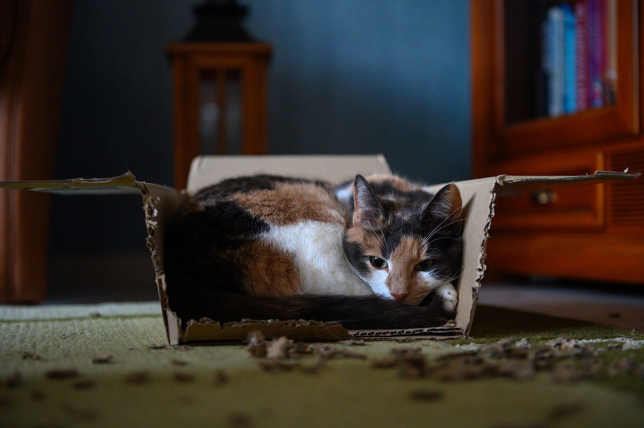 猫咪宠物店全新装修，打造温馨舒适的宠物体验空间