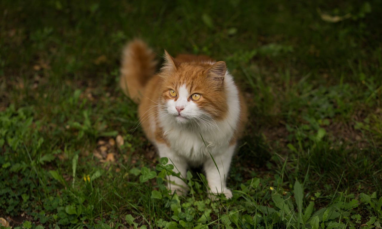 猫的新家装修记