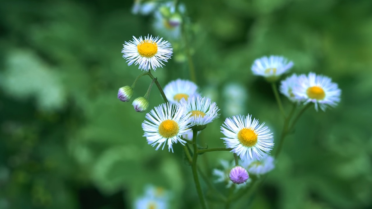 花都开好了——春日的赞歌