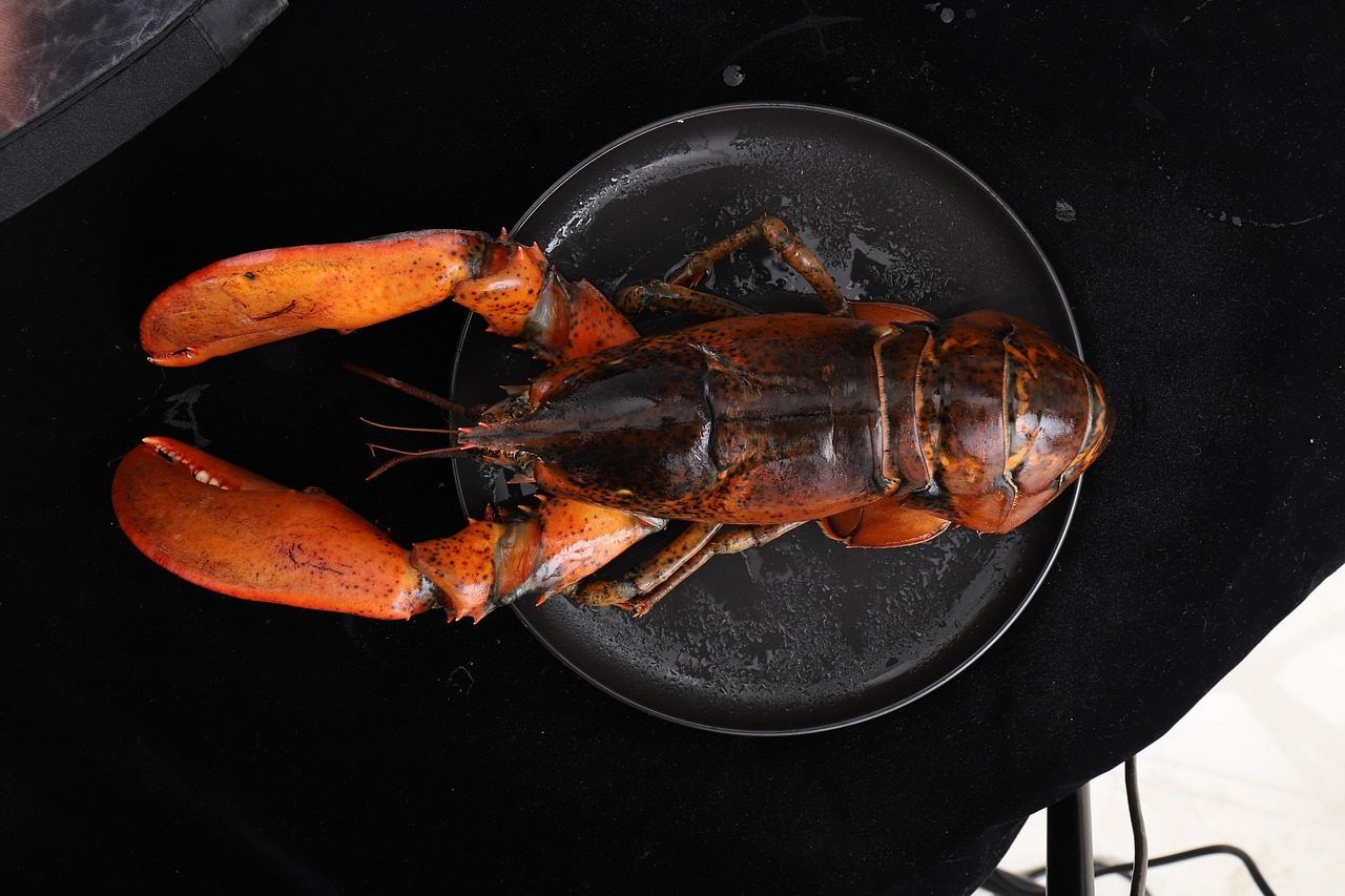 波斯顿龙虾，海洋的瑰宝与餐桌上的美味佳肴