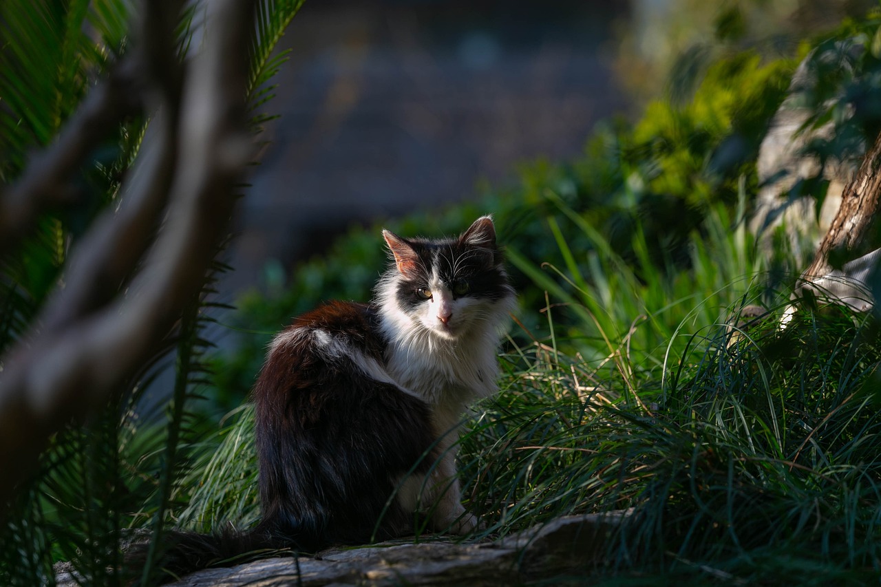 大个子老鼠与小个子猫的奇妙友情