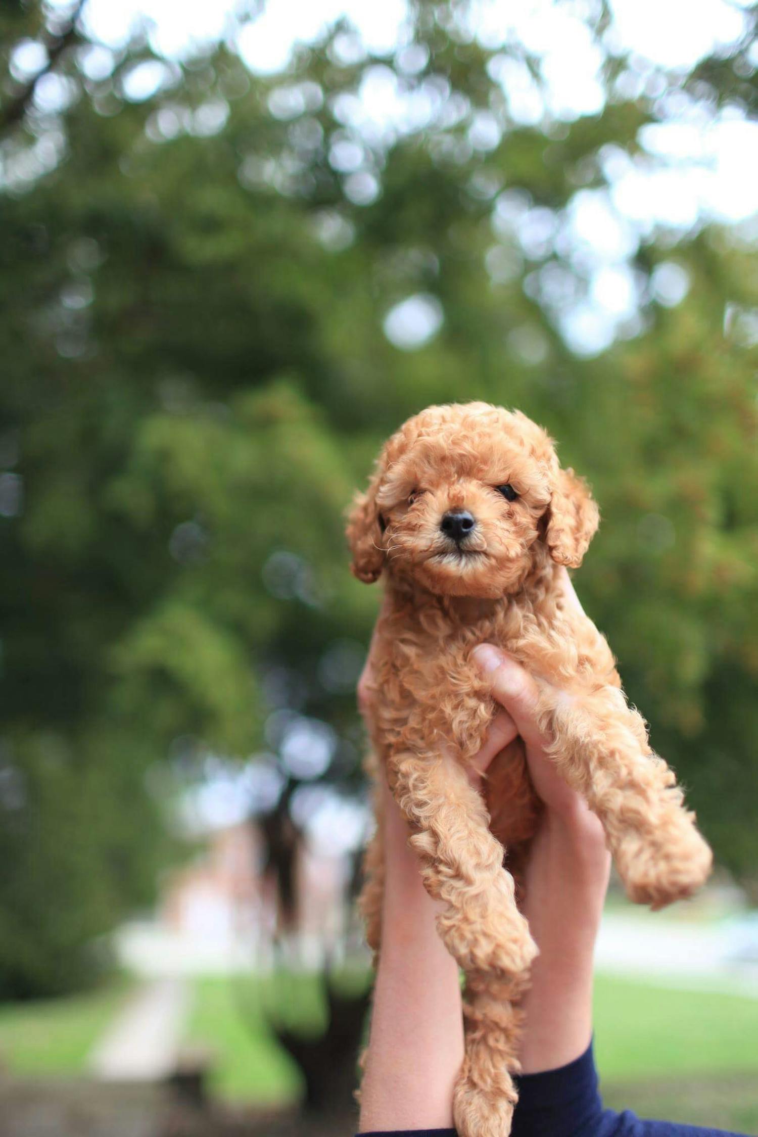 泰迪熊狗，一种深受喜爱的宠物犬种