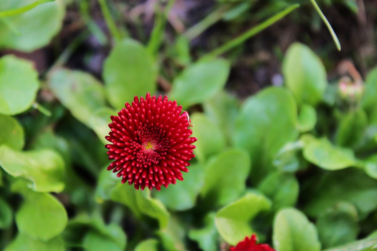 菊花残，生命的坚韧与不屈之美