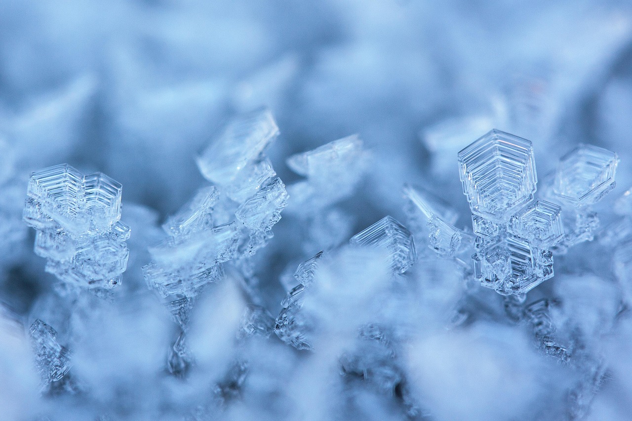 血红雪白，生命的交织与世界的色彩