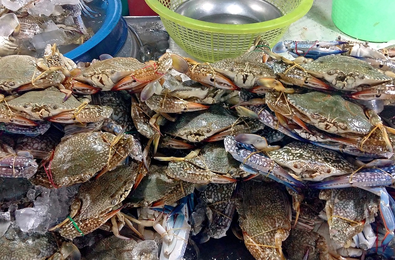 炒花甲的做法，一道美味海鲜的独特烹饪之旅